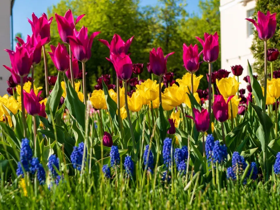 Výsadba tulipánů a narcisů