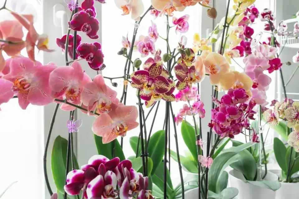 Pěstování orchideje