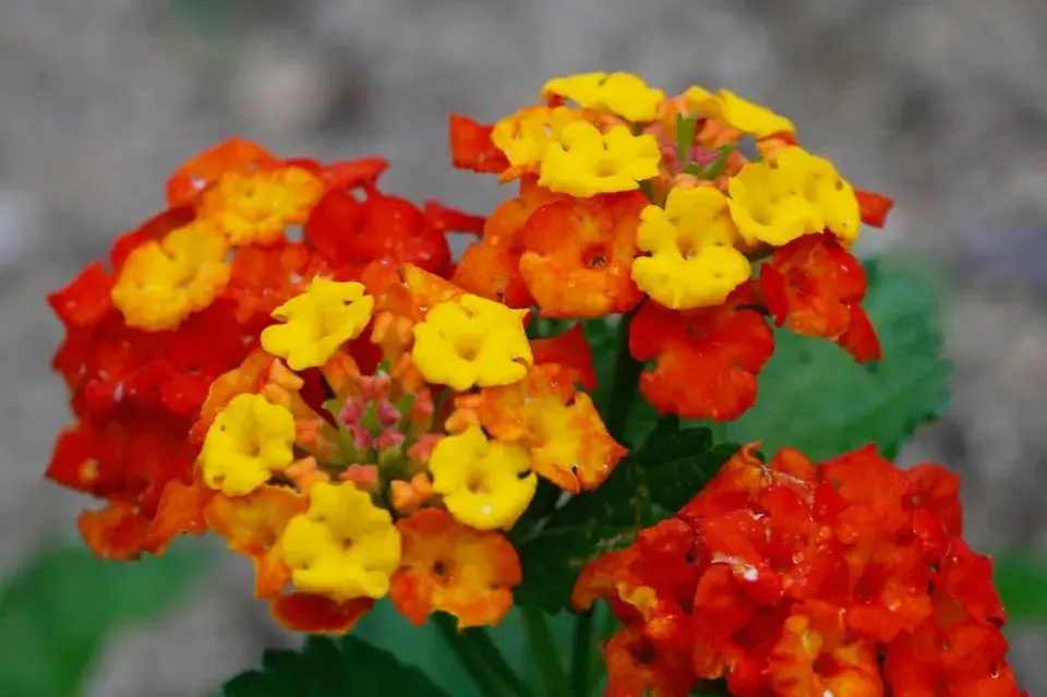 lantana neboli libora měňavá (Lantana camara)