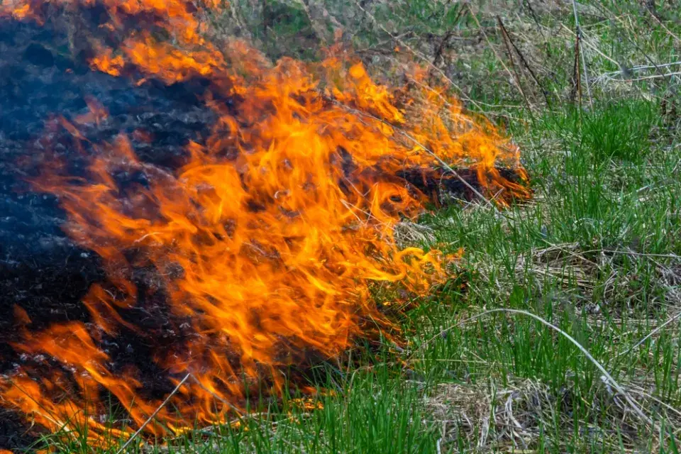 Výběr rostlin na zahradu, které se hodí do sušších míst. Nebo kdyby hořelo