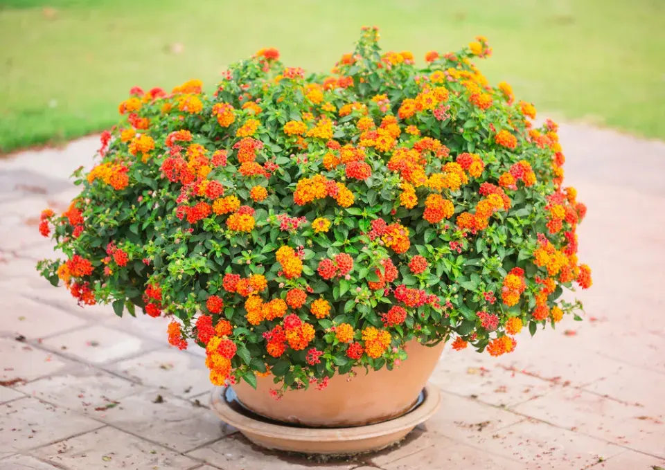 lantana neboli libora měňavá (Lantana camara)