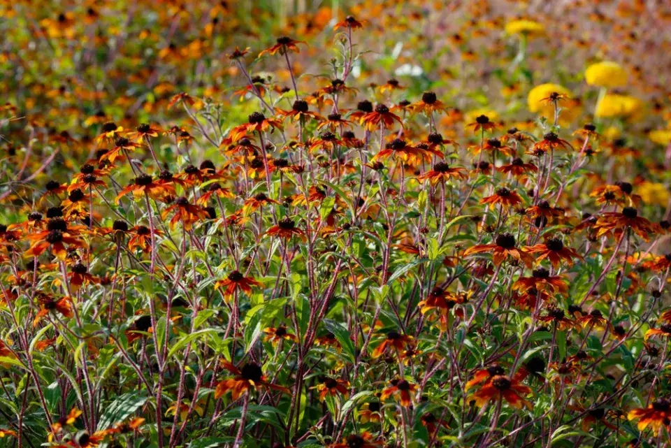 Třapatka trojlaločná (Rudbeckia triloba) 'Prairie Glow'
