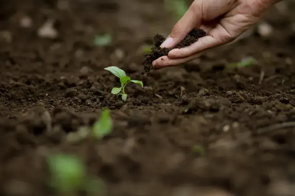 Starý substrát