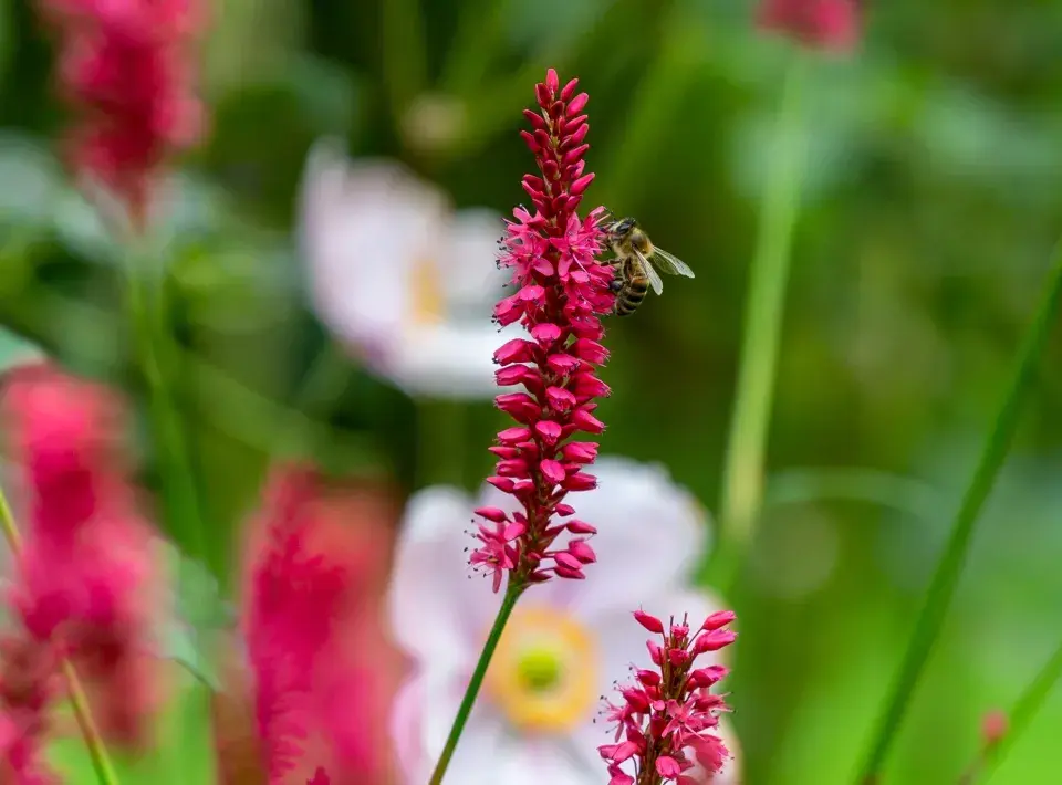 rdesno objímavé (Bistorta amplexicaulis)