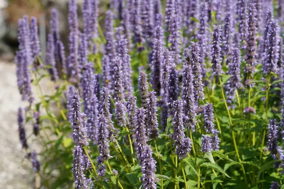 Agastache fenyklová neboli anýzová (Agastache foeniculum)