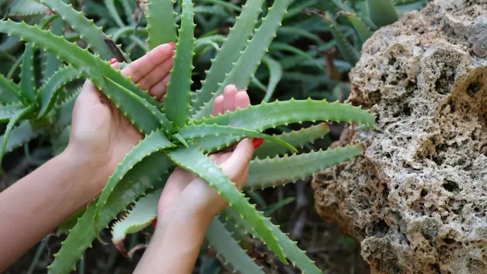 Aloe na zahradě vysaďte na slunce