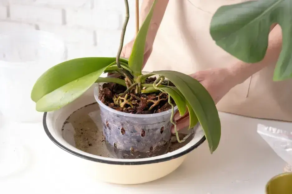 Pěstování orchideje