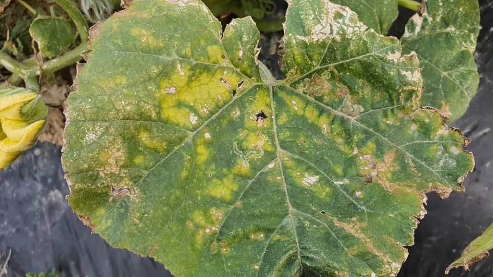 Jak poznat příčinu skvrn na listech cuket podle vzhledu
