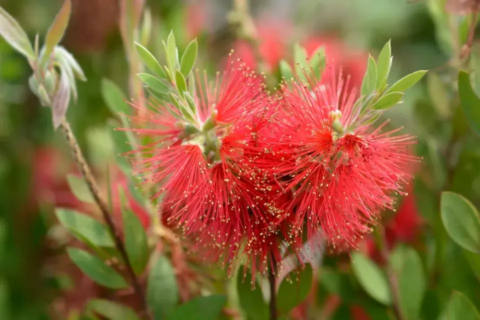 Kalistemon neboli štětkovec