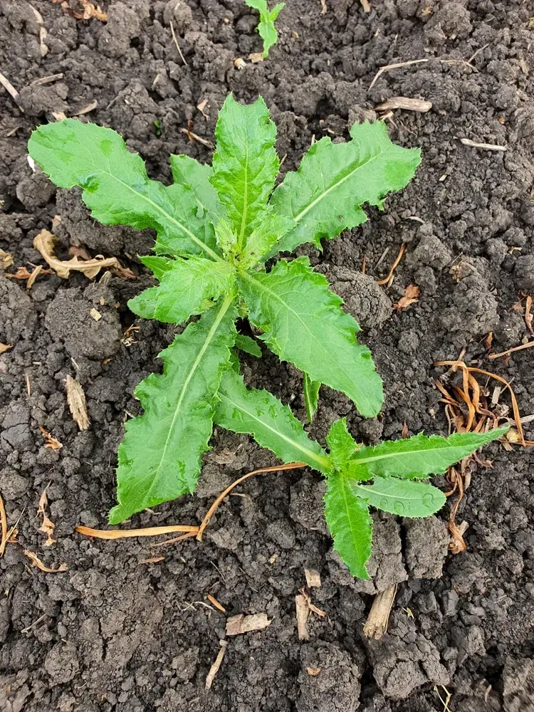 Pcháč rolní (Cirsium arvense) 