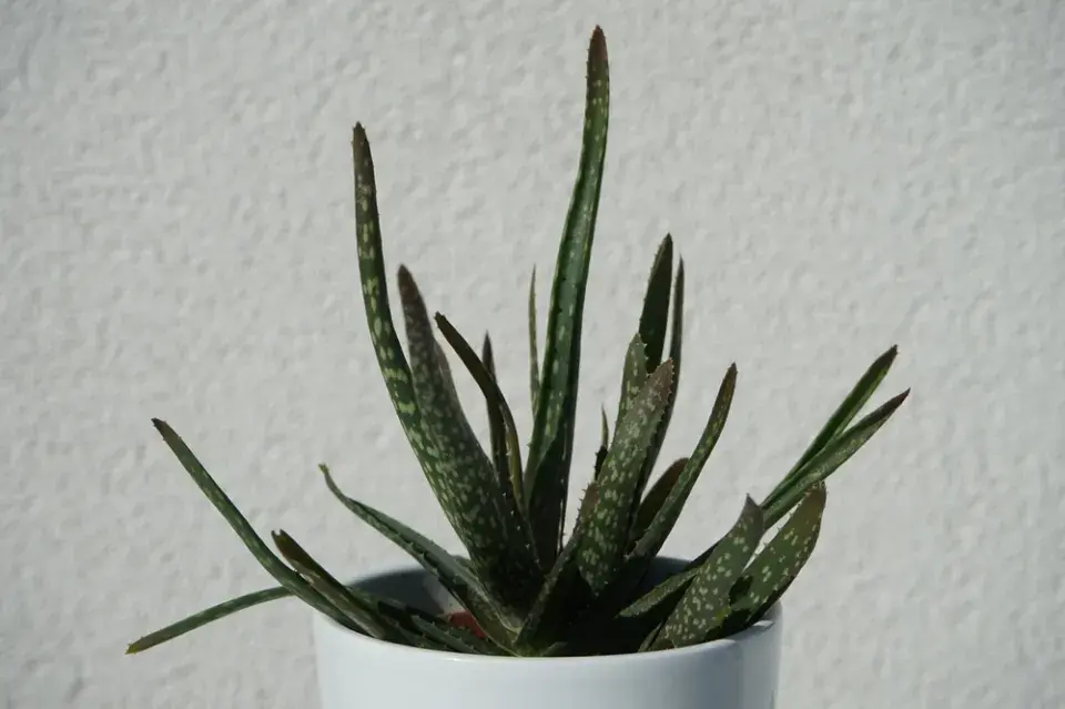 Péče o aloe vera