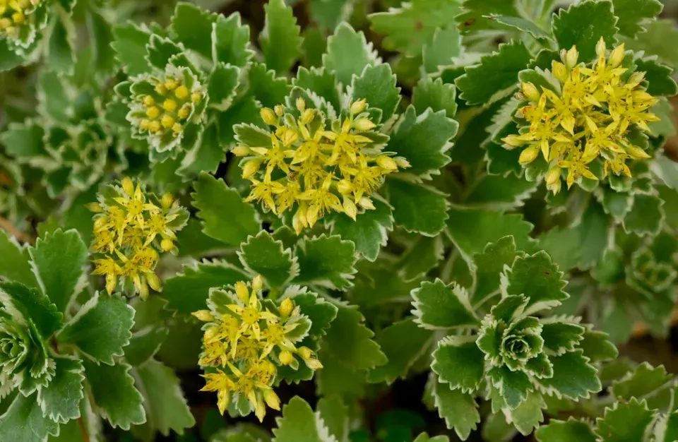 Rozchodník takesimenský (Sedum takesimense) 'Atlantis' 
