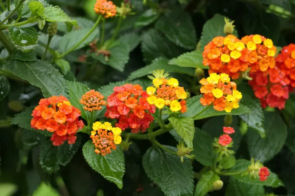 lantana neboli libora měňavá (Lantana camara)