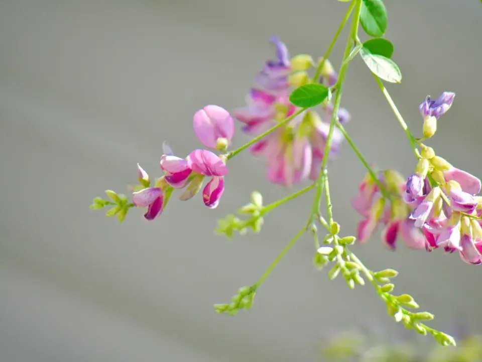 Lespedézie Thunbergova (Lespedeza thunbergii)