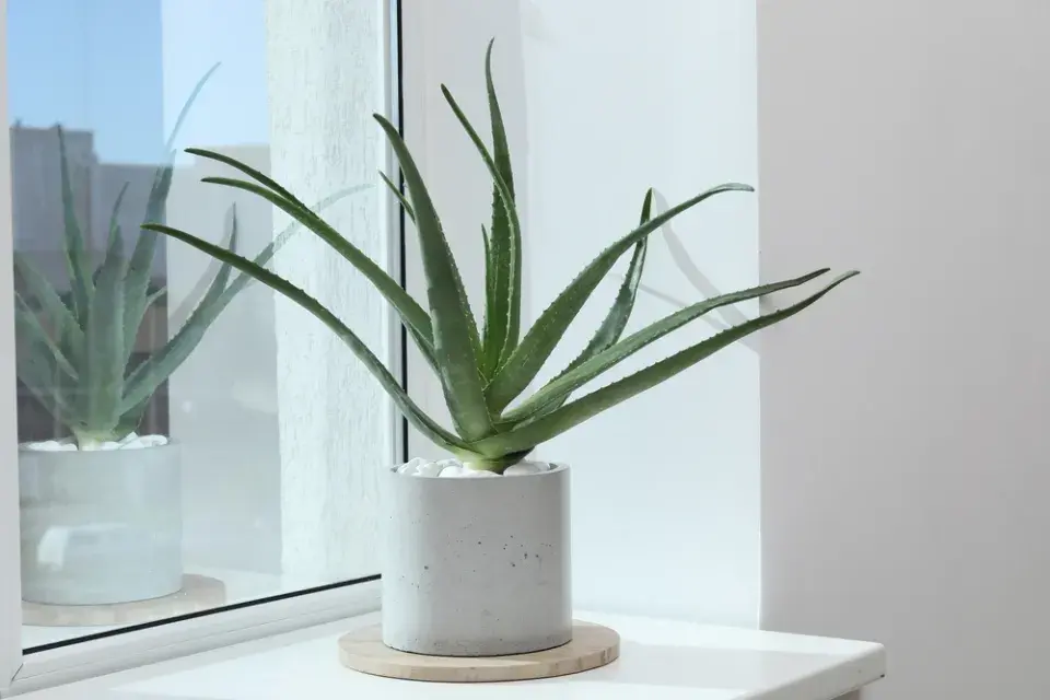 Aloe v bytě vyžaduje dostatek světla