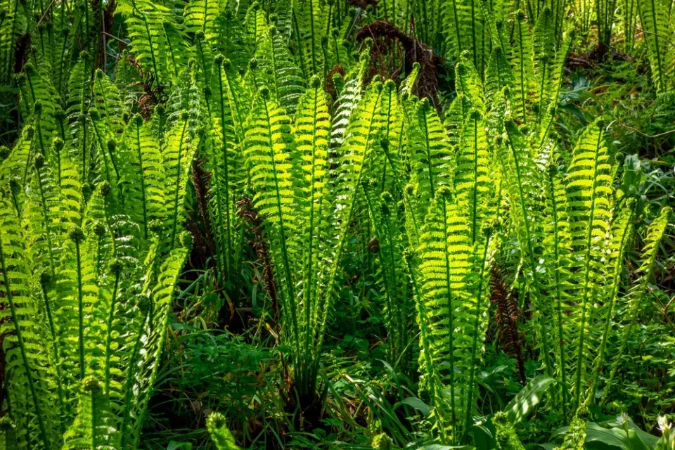 podezřeň královská (Osmunda regalis)