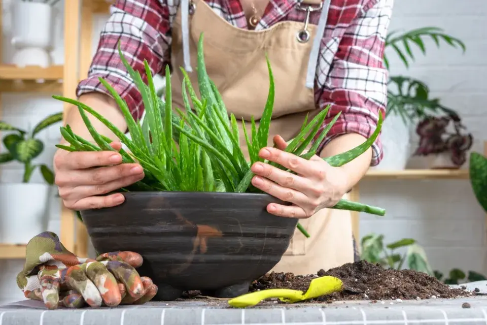 Aloe jako pokojová rostlina
