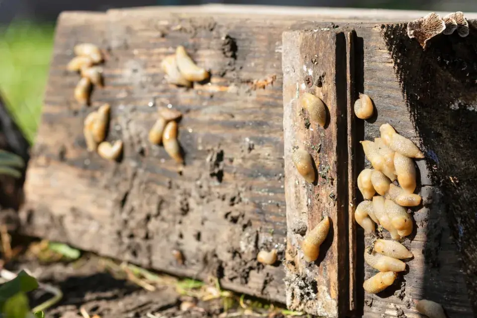 Hubení slimáků pomocí pastí a triky pro ochranu záhonů