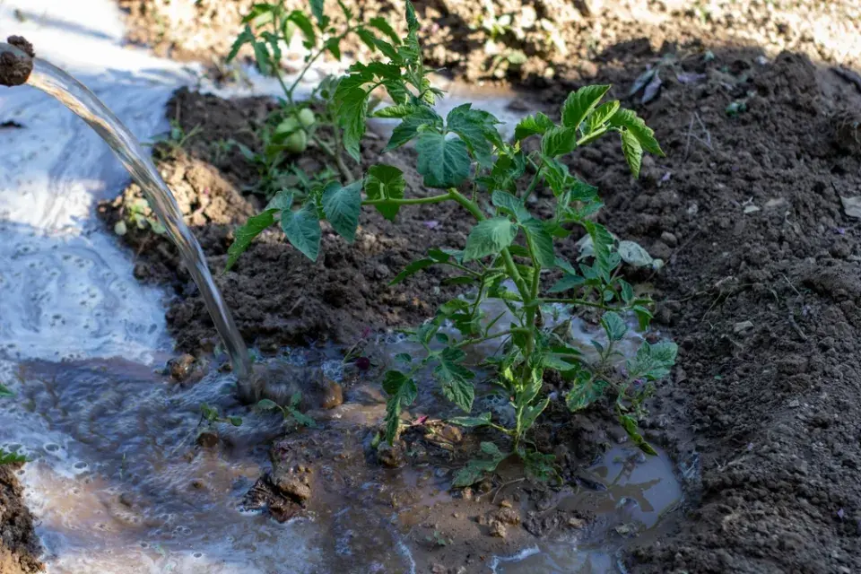 Jak připravit zahradu na dovolenou? Zálivka rajčat je to hlavní