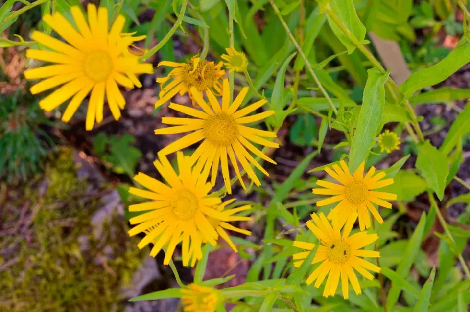 volské oko, volovec vrbolistý (Buphthalmum salicifolium)