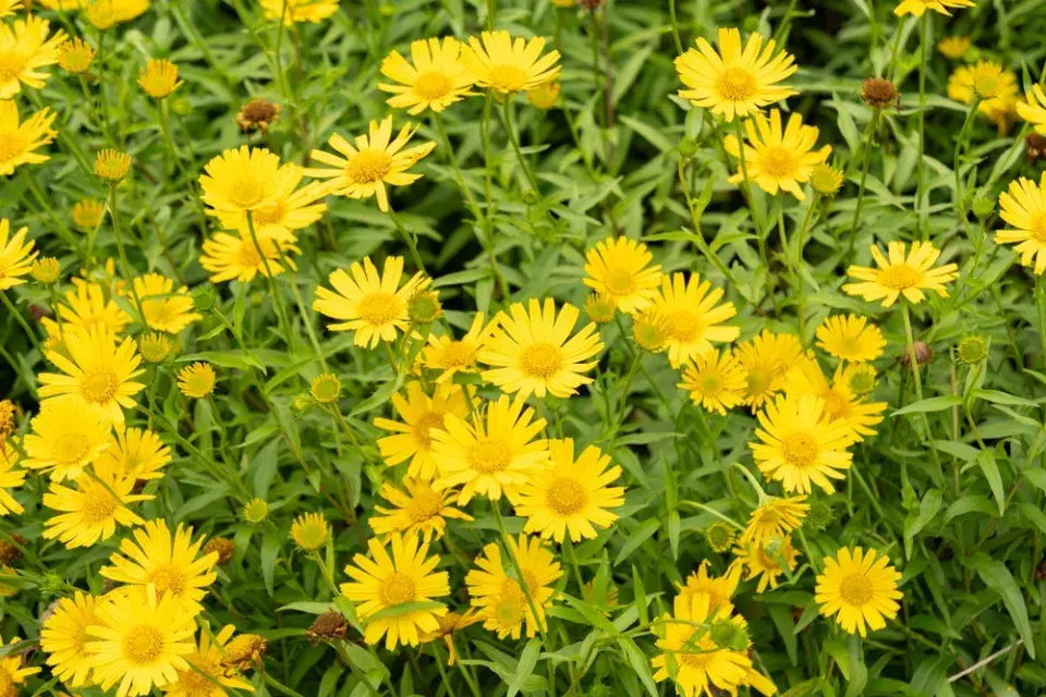 volské oko, volovec vrbolistý (Buphthalmum salicifolium)