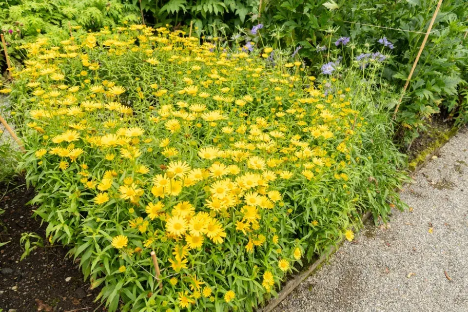 volské oko, volovec vrbolistý (Buphthalmum salicifolium)