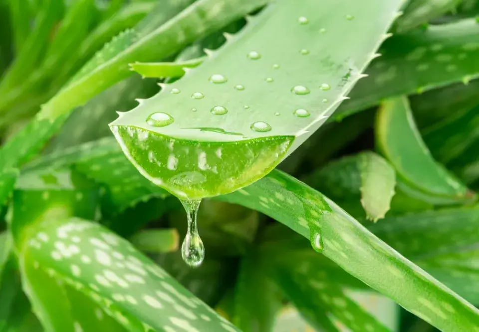 Aloe patří mezi léčivé rostliny