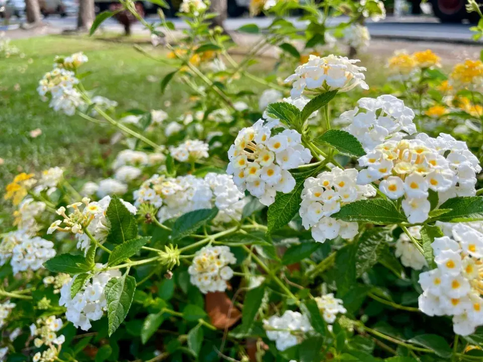 lantana neboli libora měňavá (Lantana camara)