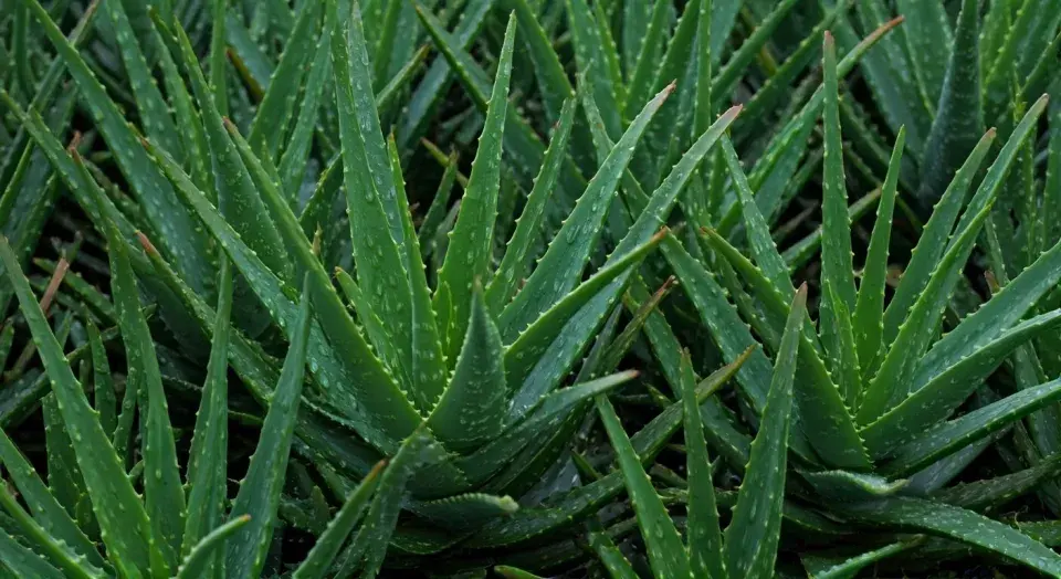 Aloe roste z listové růžice
