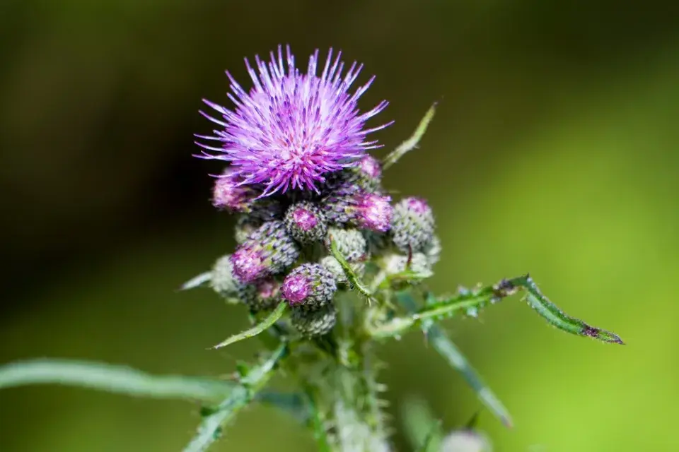 Pcháč rolní (Cirsium arvense) 