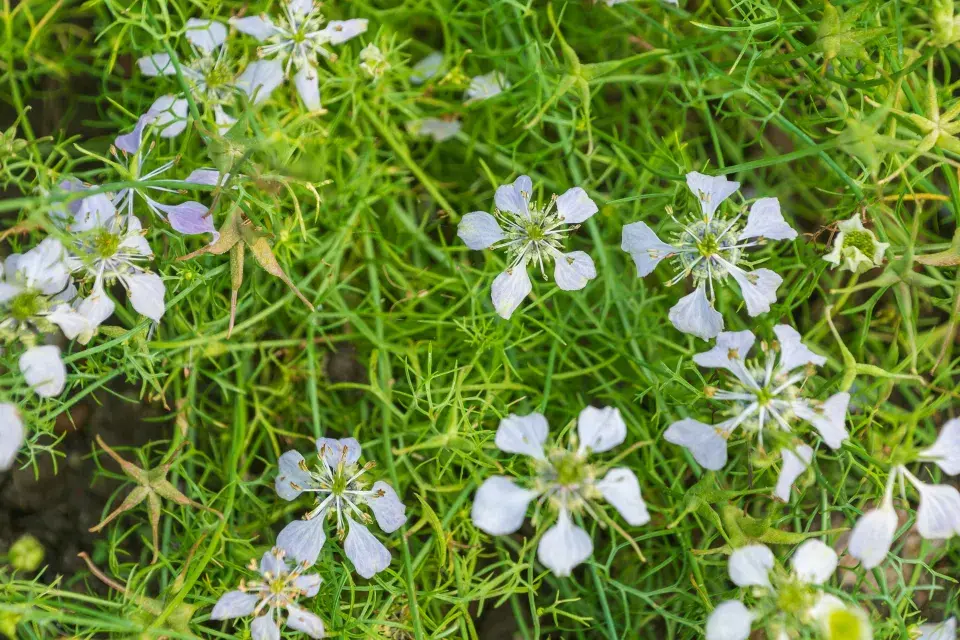 Nigella arvensis