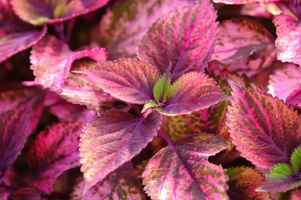 africká kopřiva (Coleus scutellarioides)