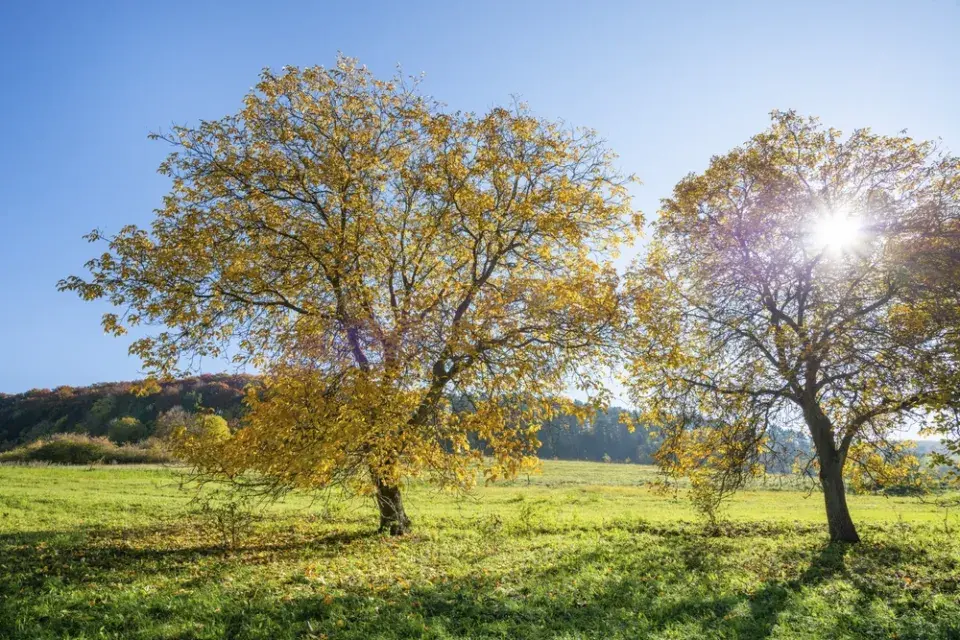 Ořešák královský má překrásný habitus