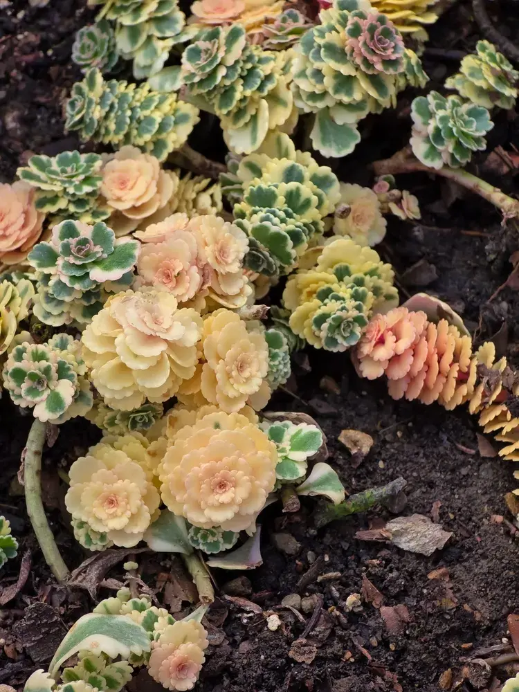 Rozchodník takesimenský (Sedum takesimense) 'Atlantis' 