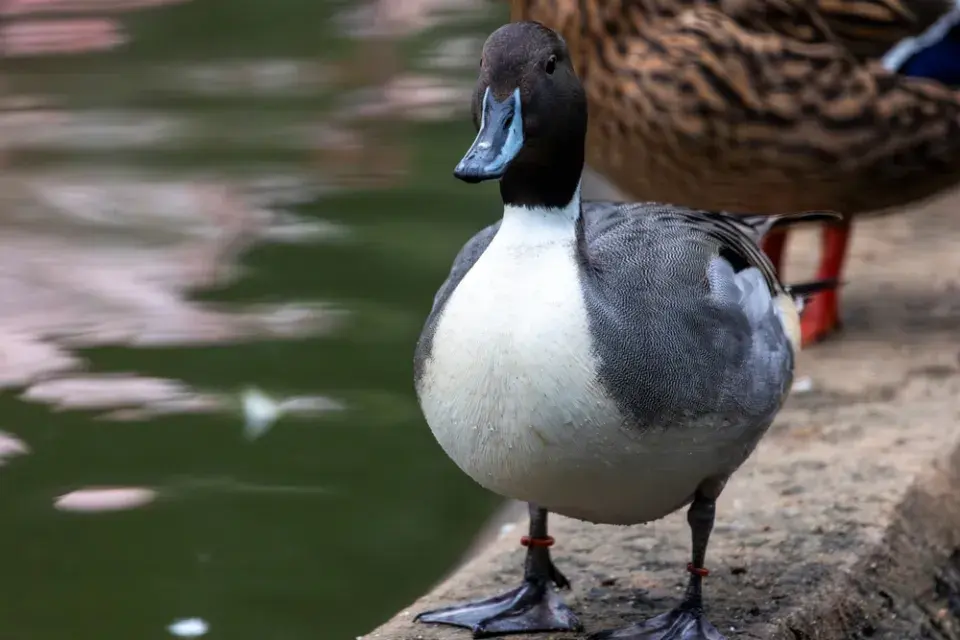 Chov kachen, výběh, krmení, voda a péče