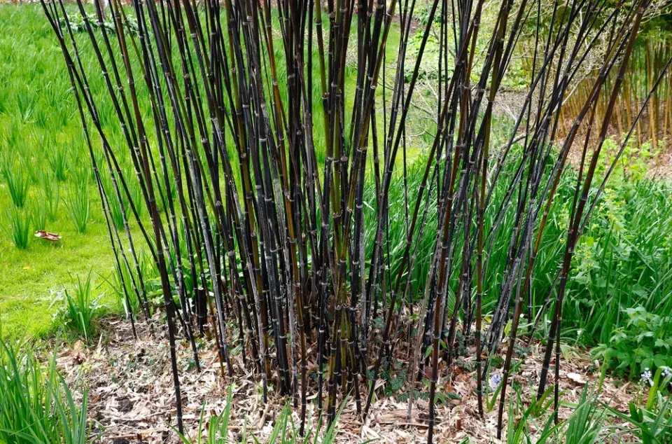 Phyllostachys nigra