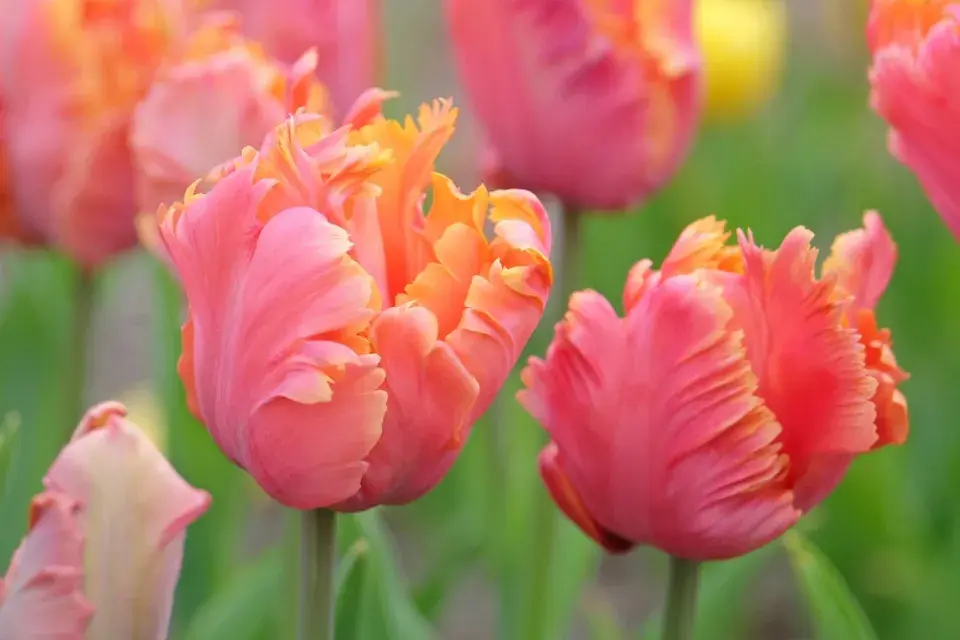 Tulipány