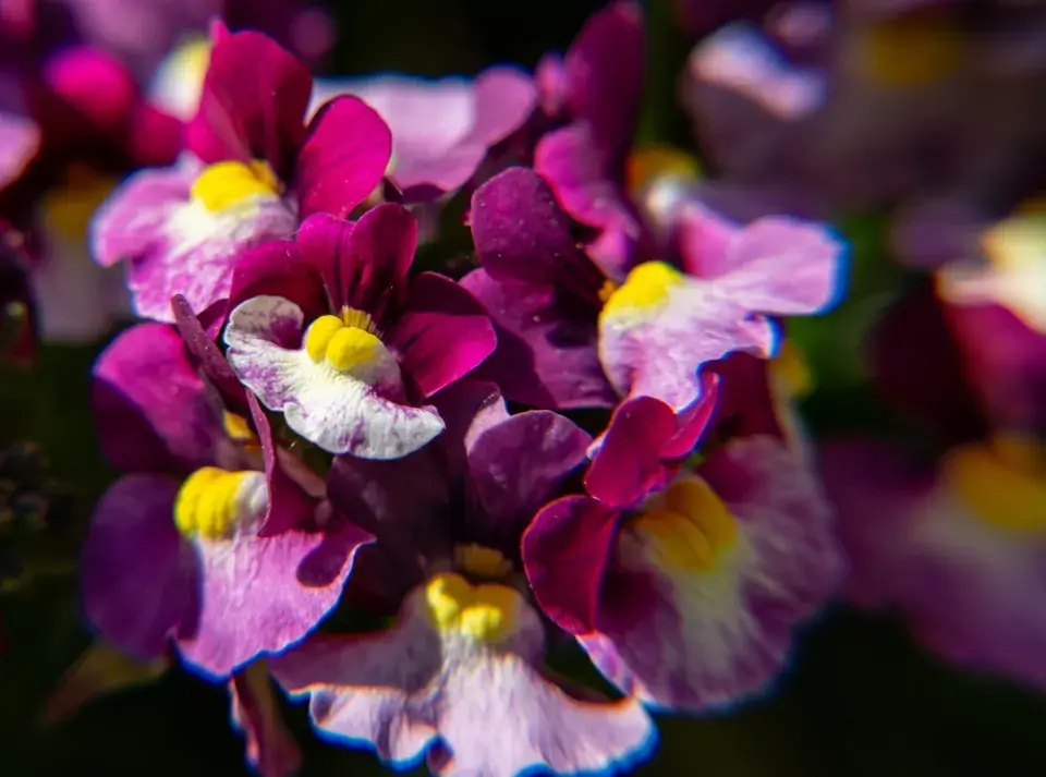Lnice marocká (Linaria maroccana)