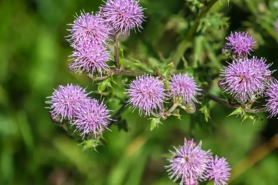 Pcháč rolní (Cirsium arvense) 