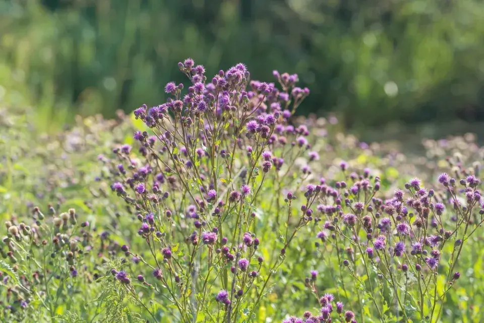 Pcháč rolní (Cirsium arvense) 