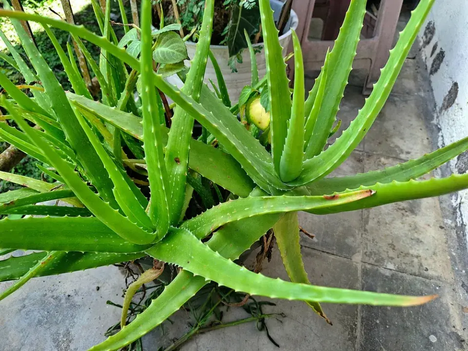 Aloe redukujte v růstu