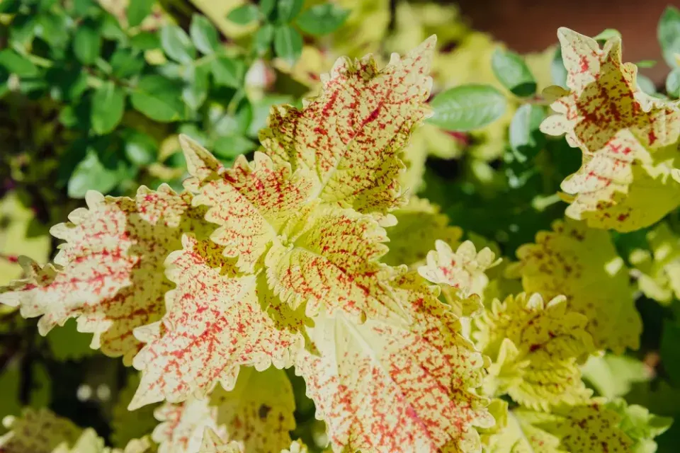 africká kopřiva (Coleus scutellarioides)