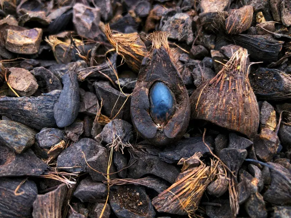 Pecky z třešní a višní jako palivo do kotle a alternativa topení biomasou