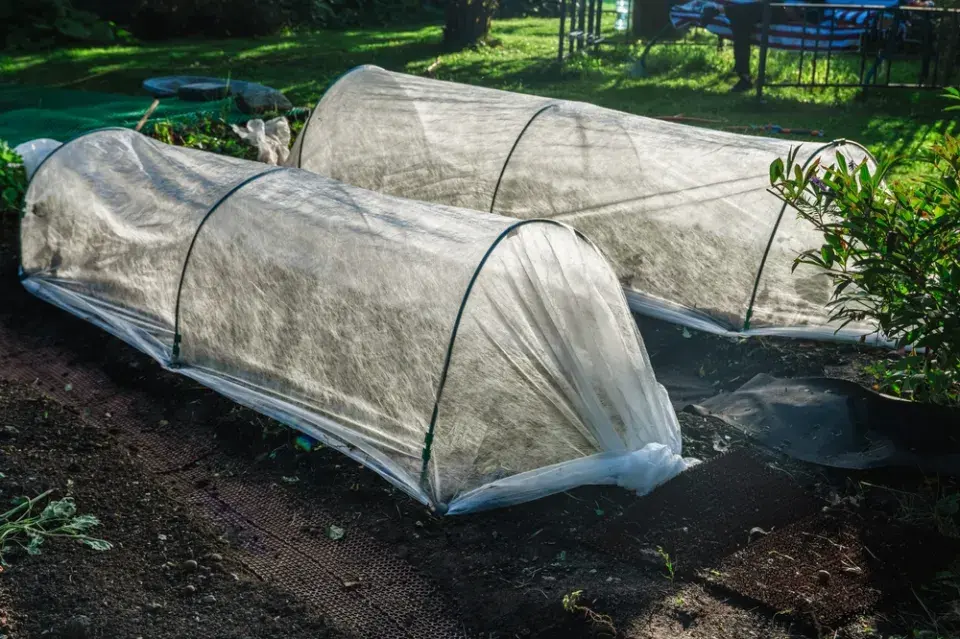Hubení slimáků pomocí pastí a triky pro ochranu záhonů