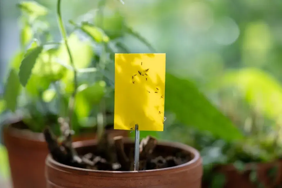 Jak vybrat domácí lapače a profi výrobky na hmyz