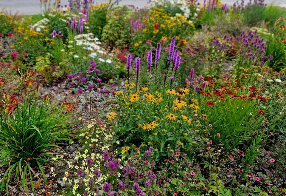 šuškarda klasnatá (Liatris spicata) 