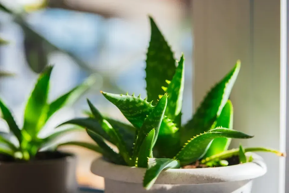 Aloe nesnáší přemokření