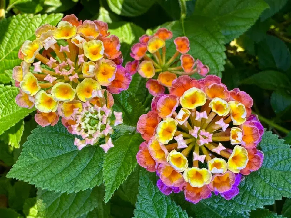 lantana neboli libora měňavá (Lantana camara)