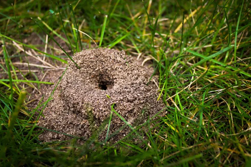 Mravenci v zahradě a jak správně použít směs sody a cukru