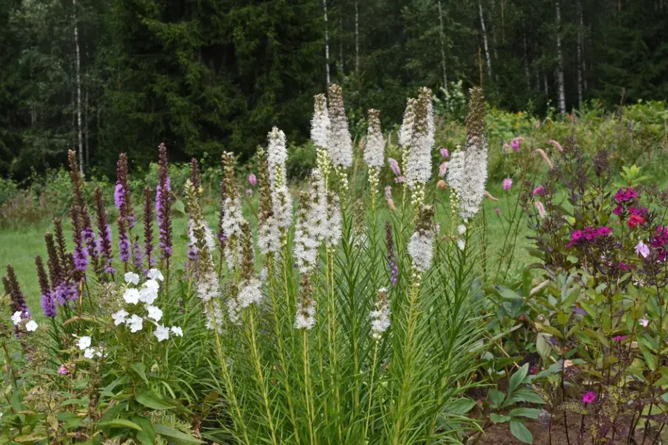 šuškarda klasnatá (Liatris spicata) 